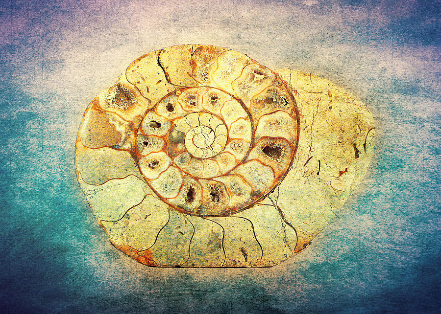 the-shell-fibonacci-the-golden-spiral-in-nature-denis-marsili